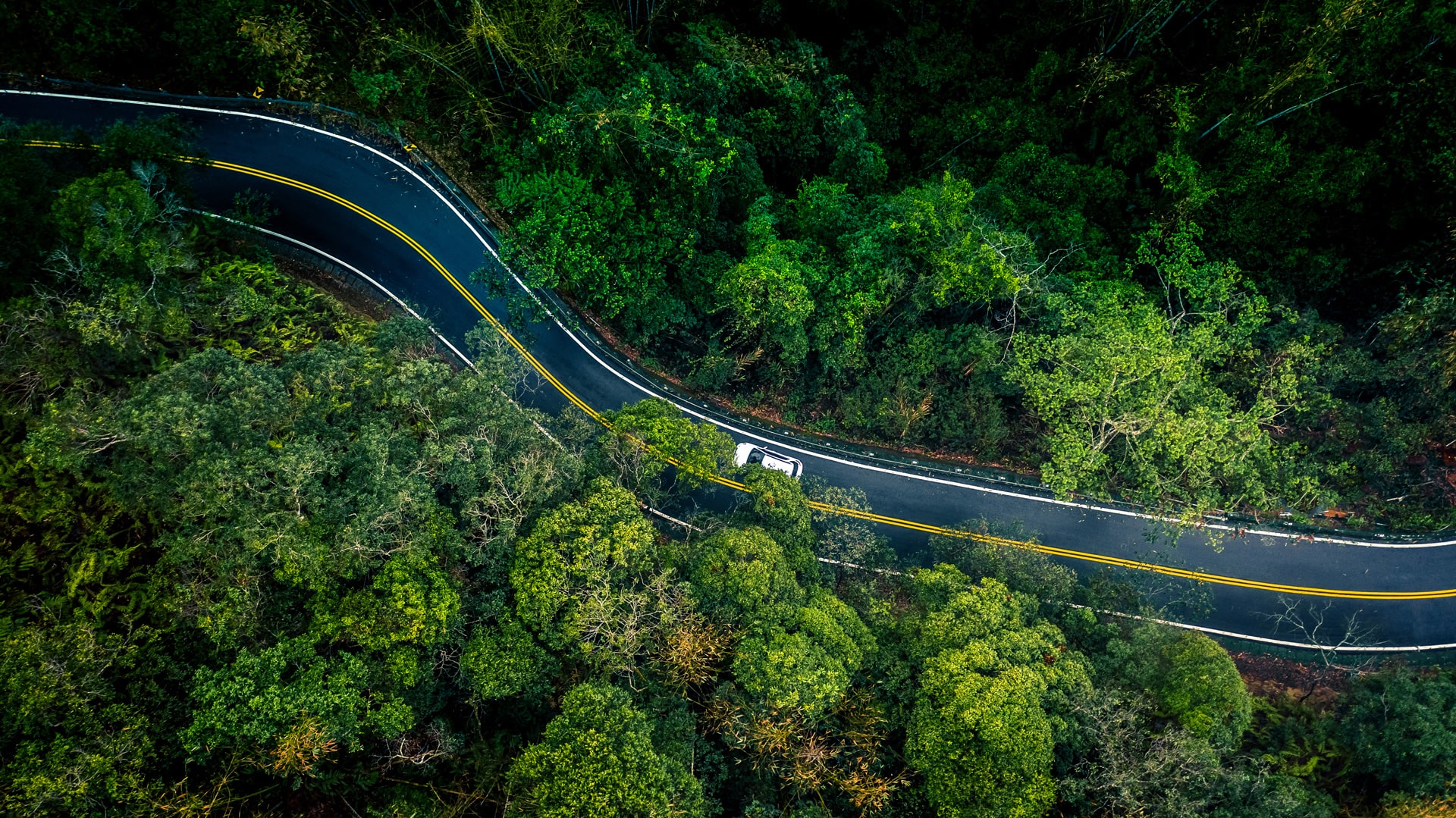 A car drives on a road through the forest; bird's-eye view shot